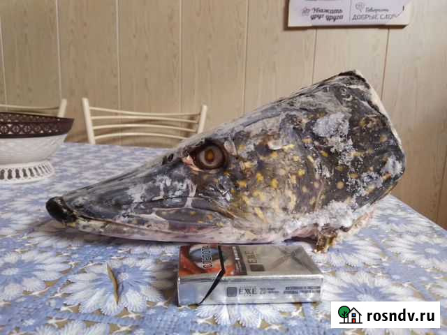 Голова щуки 10кг на чучело Сямжа - изображение 1