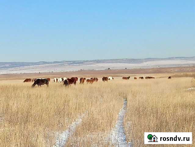 Продам табун лошадей Чита - изображение 1