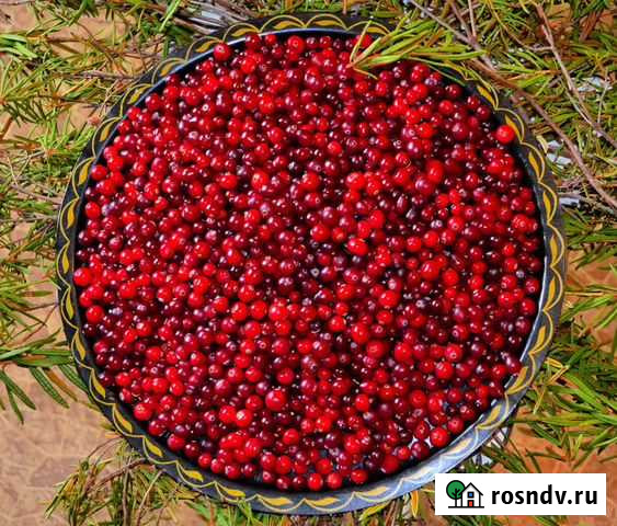 Клюква сезонная свежая из Архангельска. В наличии Астрахань - изображение 1