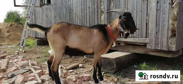 Нубийский козел Санкт-Петербург - изображение 1