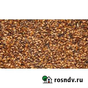 Ячменный солод Cara plus 200, Viking malt Уфа - изображение 1