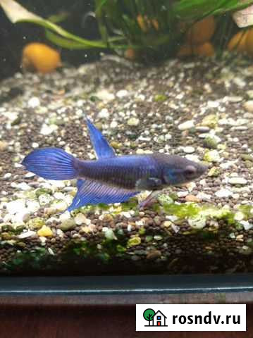 Аквариумные рыбки Алексеевка - изображение 1