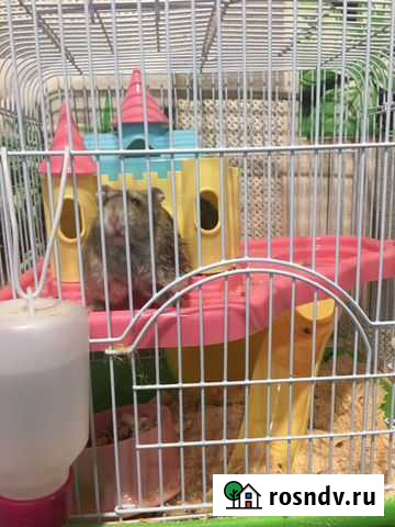 Хомяк джунгарик 1шт с клеткой Ржаница - изображение 1