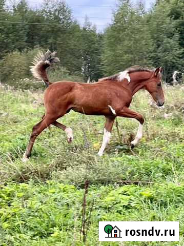 Жеребчик Удомля - изображение 1