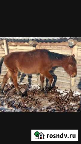 Лошади Исянгулово - изображение 1