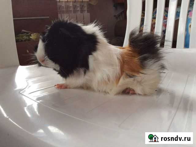 Морская свинка Барнаул - изображение 1