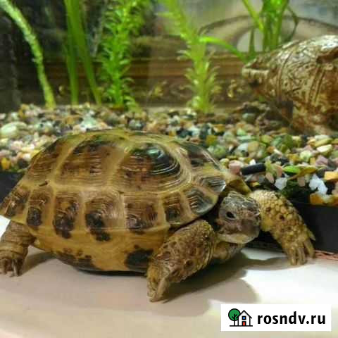 Черепаха сухопутная Казань - изображение 1