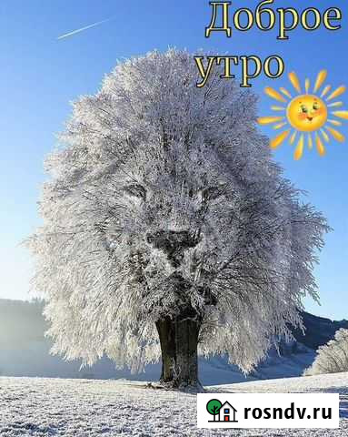 Теленок телка 5 мес Мензелинск - изображение 1