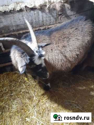 Коза Хомутово - изображение 1