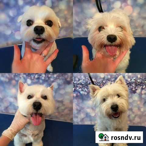 Груминг, Стрижка собак и кошек Запрудня - изображение 1