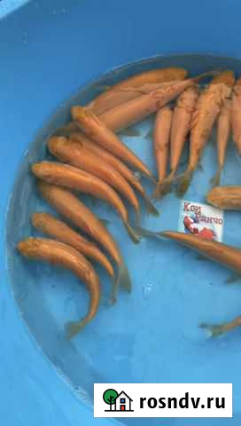 Золотой амур Усть-Лабинск - изображение 1