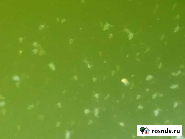 Стартовый корм для мальков. Дафния живая Пермь - изображение 1