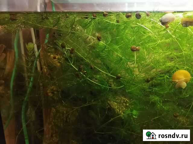 Улитки катушки бесплатно Саратов - изображение 1