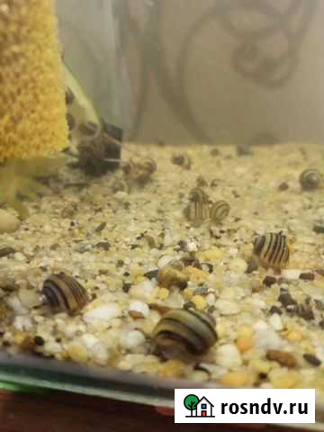 Маленькие улитки спикси эльф Заводоуковск - изображение 1