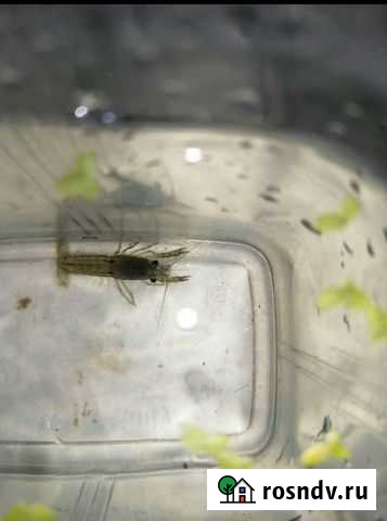 Мраморный рак для аквариума Волгоград - изображение 1