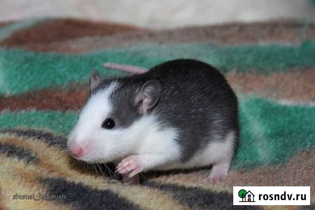 Крысята хаски Ачинск - изображение 1