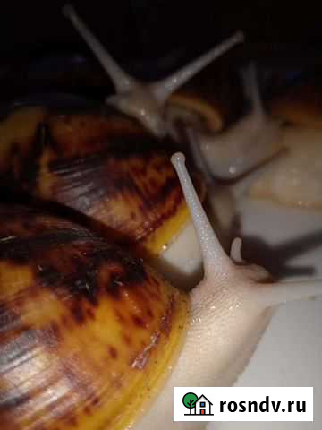 Улитка Архахатина Маргината Овум silver Санкт-Петербург - изображение 1