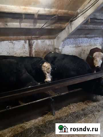 Говядина Кимовск - изображение 1