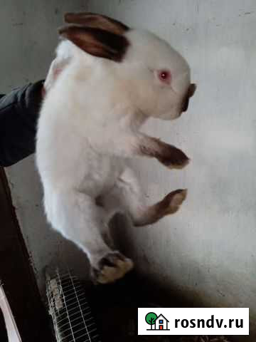 Калифорнийские кролики Старый Оскол - изображение 1