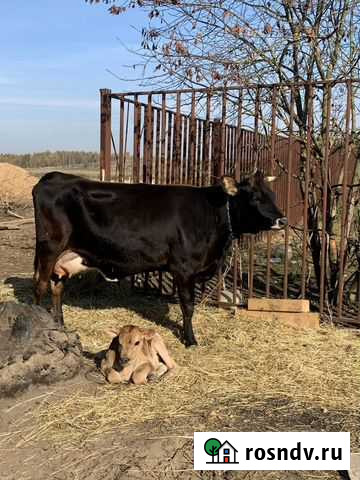 Молоко коровье домашнее Звенигород - изображение 1