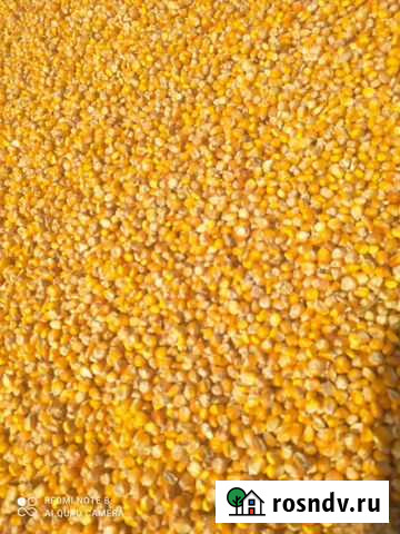Кукуруза зерно Бабаюрт - изображение 1