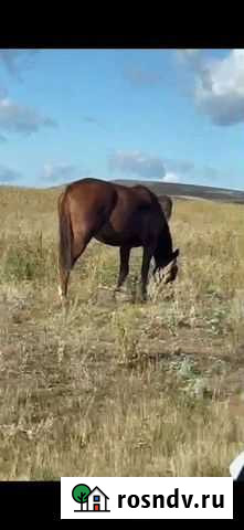 Лошади Давлеканово - изображение 1