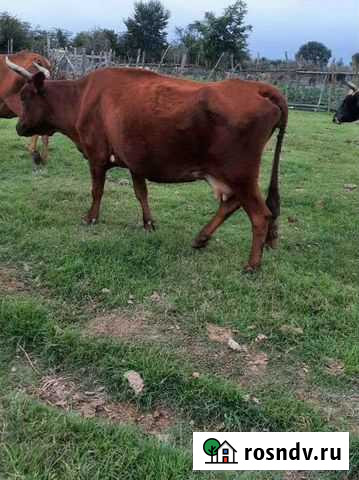 Коровы и телки годовалые Кизляр - изображение 1