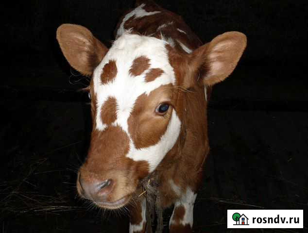 Ищу финансирование проекта Тольятти - изображение 1