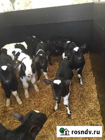 Телята Вурнары - изображение 1