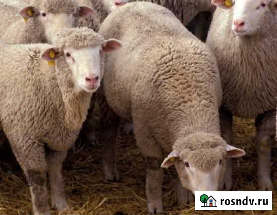 Мясо баранина Красноярск - изображение 1