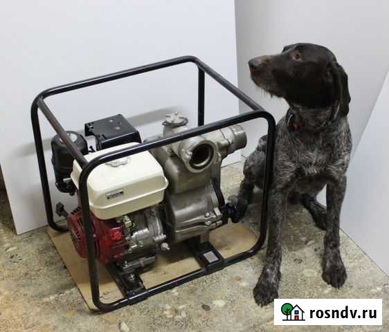 Мотопомпа грязевая Daishin SWT-80HX. Япония Томск - изображение 1