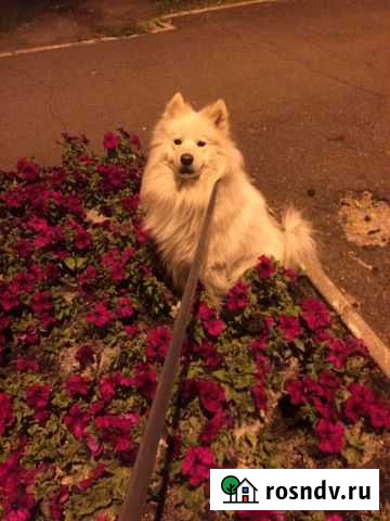 Фотосессия с самоедом Тольятти - изображение 1