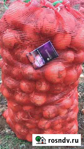 Лук репчатый продажа Пески - изображение 1