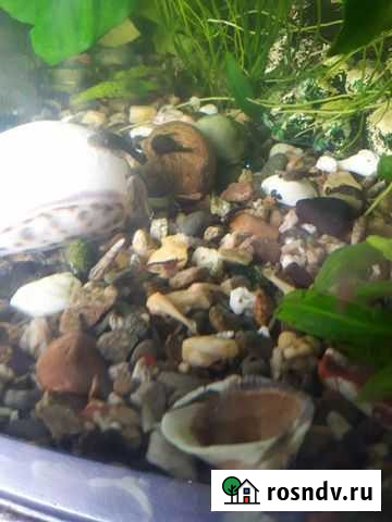 Анцитрус Новосибирск - изображение 1