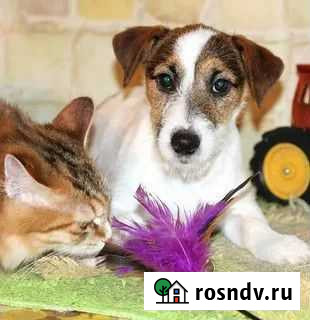 Передержка животных на время отпуска Брянск - изображение 1