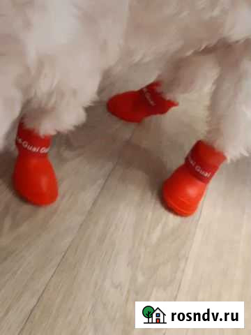 Обувь для маленьких собак Барнаул - изображение 1