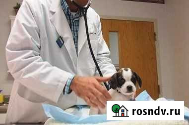 Вызов ветврача на дом, стрижка кошек Киров - изображение 1