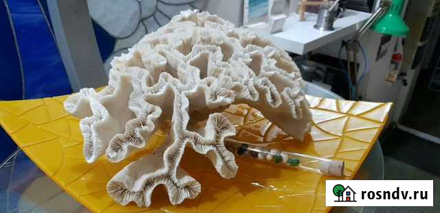 Морские Ракушки Брянск - изображение 1