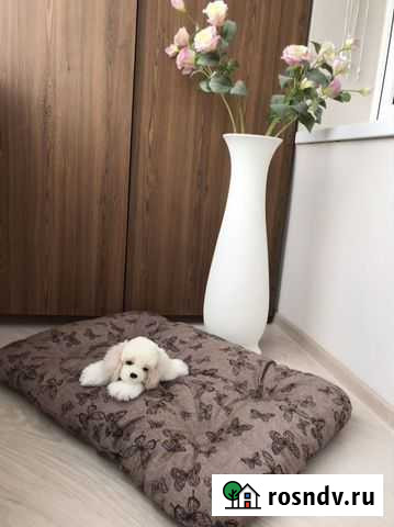 Лежанка для большой собаки Брянск - изображение 1