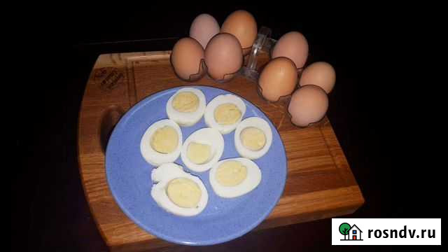 Домашние куриные яйца Рязань - изображение 1