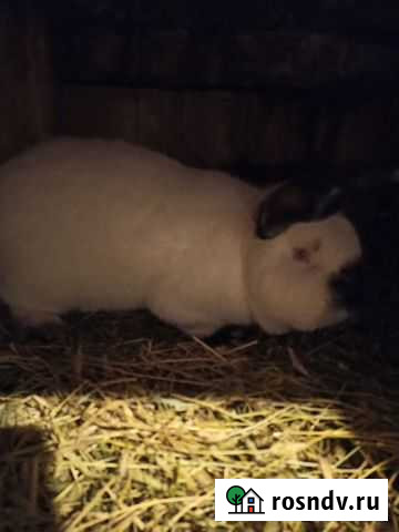 Бабочка, калифорния Белгород - изображение 1