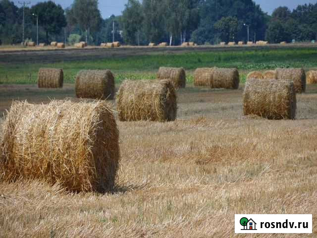 Солома овсяная Юрга - изображение 1