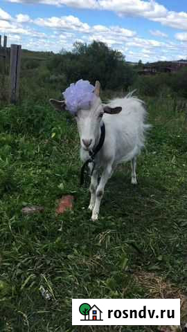 Продам козочку Камышлов - изображение 1
