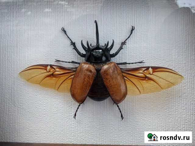 Жук-носорог Eupatorus в рамке под стеклом -сувенир Кострома - изображение 1