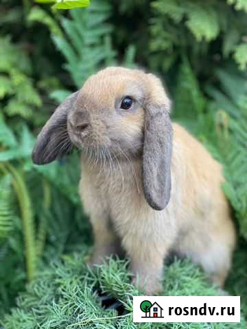 Много Карликовых кроликов Москва - изображение 1