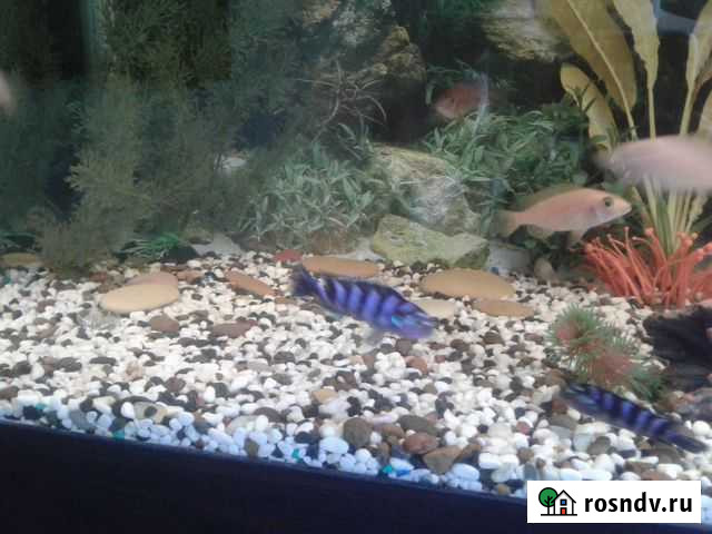 Разноцветная Рыба Волжский - изображение 1