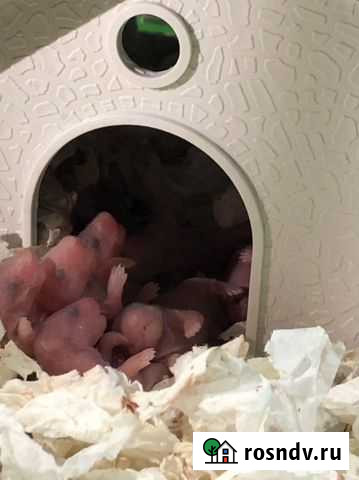 Сирийские хомячки Мурманск - изображение 1