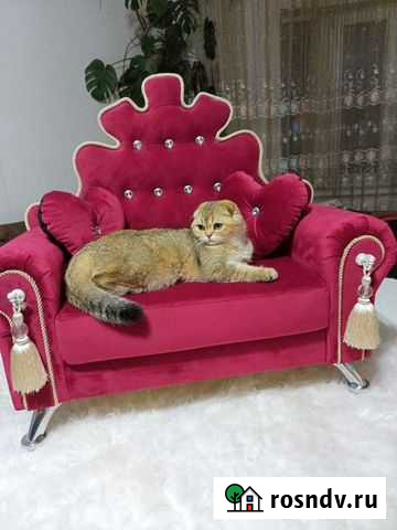 Диван для животных Краснодар - изображение 1