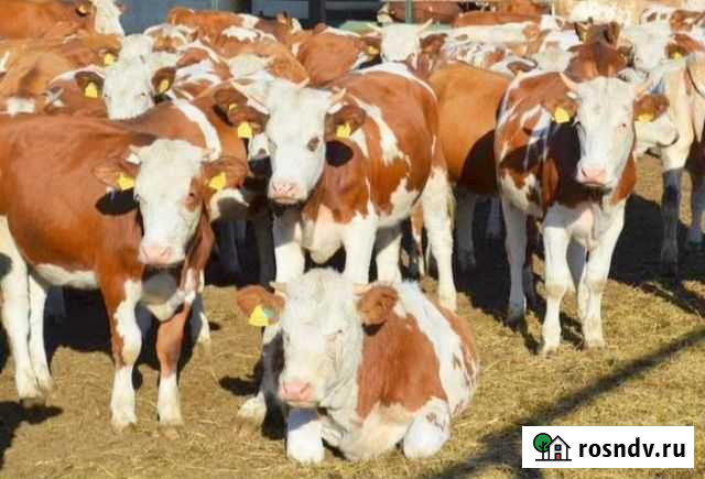 Бычки лимузин помесь Веселый - изображение 1