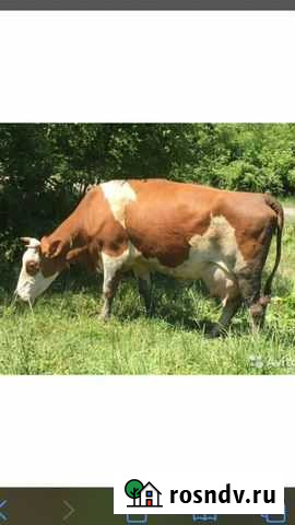 Корова Фролово - изображение 1